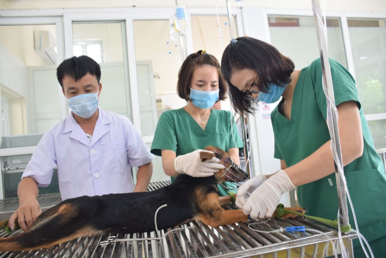 Chuyên cung cấp đồng phục bác sĩ thú y tại TP HCM